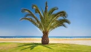 Phoenix Canariensis 'Canary Island Date Palm' - Buy 1 or 2!