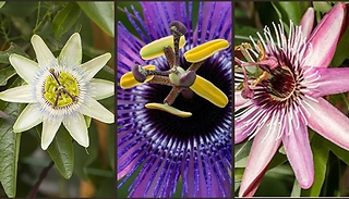 Passion Flower Collection - 3 Plants