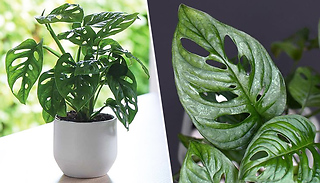 Monstera Monkey Leaf Swiss Cheese House Plant - 1, 2 or 3