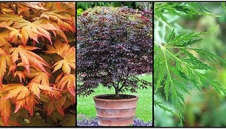 Japanese Maple Acer Collection