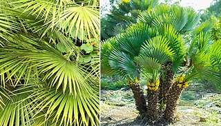 Garden Ready Chamaerops Humilis Fan Palm - 2 Sizes