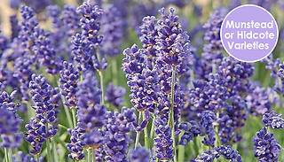 6 x Lavender 'Hidcote' or 'Munstead' Plants