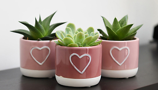 Mother's Day Succulent Plant Gift with Heart Pot - 1, 2 or 3