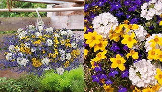 12 Pack Sherbet Lemon Plug Plant Mix