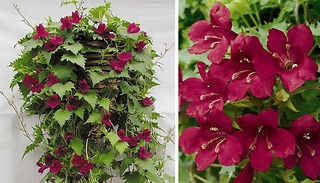 12 x Lofos Burgundy Wine Plug Plants