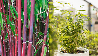 Red Hardy Umbrella Bamboo 9cm Plants - 1 or 2
