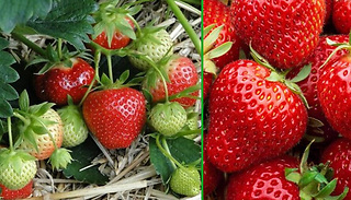 10x Strawberry 'Symphony' Late Season Plants