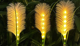 Reed Grass LED Solar Lawn Lights - 2 or 4