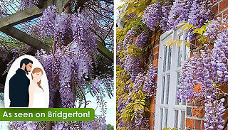 Hardy Wall-Climbing 'Wisteria Sinensis' 9cm Plant - 1, 2 or 3 Plants