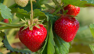 Strawberry 'Cambridge Favourite' Plants - 6, 12 or 24 Bare Roots