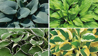 Hardy Hosta Perennial Tropical Plant Collection - 5 or 10 Plants