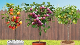 Collection of 3 Fruit Trees - Apple, Pear & Plum!