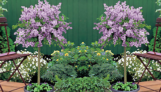 1, 2 or 3 Lilac Dwarf Palibin Plants 2L Pot