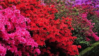 Rainbow Azalea Japonica Collection - Pack of 3