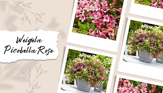Weigela Picobella Rosa - Buy 1 or 3!
