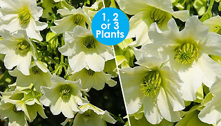 Clematis Early Sensation Plant - 1, 2 or 3-Pack
