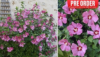 PRE-SALE: Hibiscus 'Woodbridge' Plant