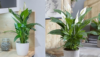 Peace Lily Spathiphyllum Sweet Silver