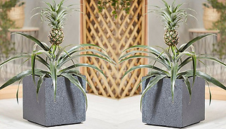 1 or 2 Pineapple Fruit Potted House Plants
