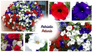 Patriotic Petunia Collection - 12 Plug Plants