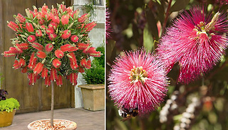 Callistemon 'Bottlebrush' Standard Tree