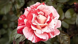 Garden Ready Rose Raspberry Ripple Papageno