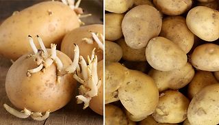 Potato 'Dunbar Standard' Maincrop Seeds - 5, 10 or 20