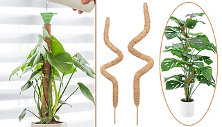Plant Climbing Bendable Palm Cane Frame - 60 to 120cm Sizes