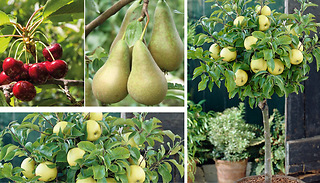 3 x Plant Mini Orchard Fruit Collection - Cherry, Apple & Pear Trees!