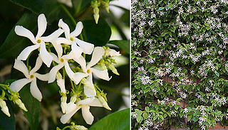 1 or 2 White Star Jasmine Vine Plants