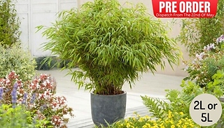 PRE-SALE: Garden Ready! Fountain Bamboo Fargesia - 3 Options
