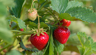 Strawberry 'Cambridge Favourite' Plants - 6-24 Bareroots