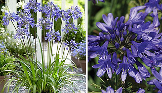 Agapanthus 'Ever Sapphire' 9cm Potted Plant - 1 or 2