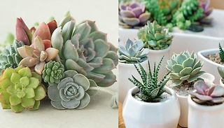 Indoor Succulents Plant Mix - 6 Succulents!