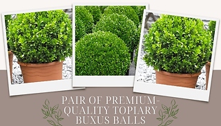 Pair of Premium-Quality Topiary Buxus Balls