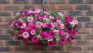 12-Pack 'Eton Mess' Hanging Basket Plug Plants
