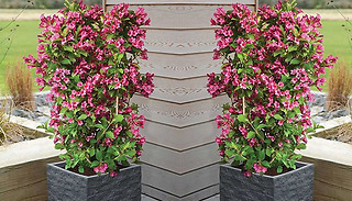 Weigela Towers of Flowers Cherry Plant - 1 or 2