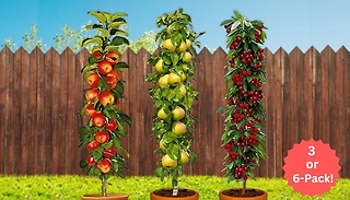 Collection of 3 or 6 Pillar Fruit Trees - Apple, Cherry and Pear!