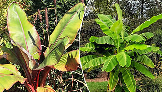 1 or 2 Japanese 'Banana Palm' Musa Basjoo Trees