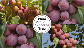 Plum 'Victoria' Tree - Bare Root