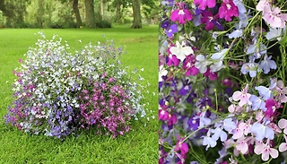12-Pack of Lobelia Trail Away Plug Plants
