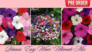 PRE-SALE: Petunia 'Easy Wave' Ultimate Mix - 10, 20 or 30 Garden Ready ...