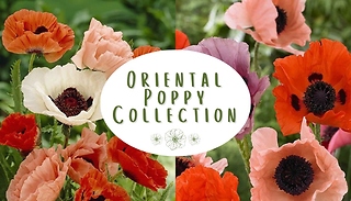 5-Pack Oriental Poppy Collection