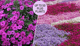Phlox Creeping Fragrant Flower Collection - 5 to 50 Plants