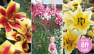Towering Tree Lily Flower Collection - 3, 9 or 18 Bulbs