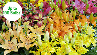 Lily Asiatic Mix Ground Cover Plants - 25, 50 or 100 Bulbs