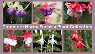Complete Hardy Fuchsia Plant Collection