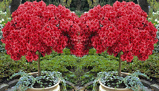 Azalea Standard Japanese Red 2L Plants - 1 or 2 Plants