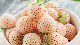 6 or 12 Strawberry Anablance 'Snow White' Fruit Plants 