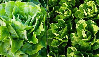 1800 Butterhead Lettuce All Year Round Seeds